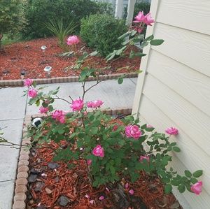 Meet your Posher, Mia